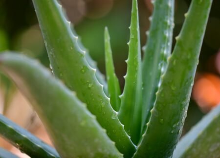 green aloe vera plant